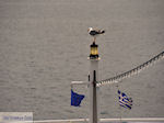 Van Keramoti (bij Kavala) naar Thassos | Griekenland | Foto 15