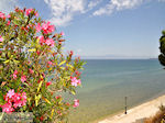 Skala Sotiros | Thassos | Foto 7